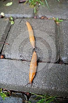 Pair of yellow slugs crawls on pavement in the city