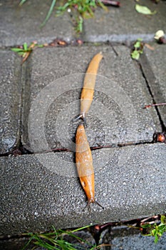 Pair of yellow slugs crawls on wet road in the city