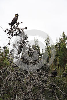 A pair of Yellow-tailed black cockatoo sitting in a tree