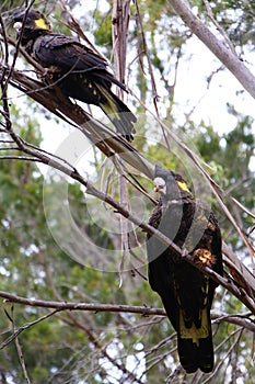 Pair of Yellow-tailed black cockatoo sitting in a tree having breakfast