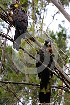 A pair of Yellow-tailed black cockatoo sitting in a tree