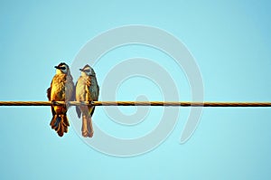 A pair of Yellow Vented Bulbul birds gaze in the same direction while sitting on a powerline.