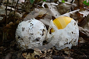 Pair of young Amanita caesarea mushrooms