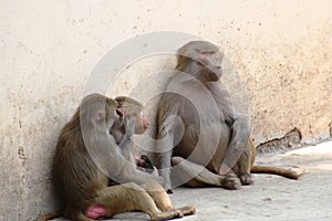 pair young baboons gulping photo