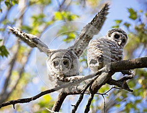 Pair of young barred owlets