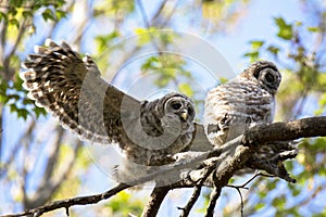Pair of young barred owlets
