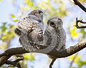 Pair of young barred owls