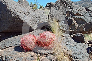 Pair of young Barrel cacti near Black Mountain, Henderson, Nevada