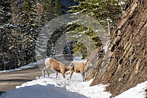 Pair of young Bighorn Sheep standing on the snowy mountain road rocky hillside. Banff National Park in October