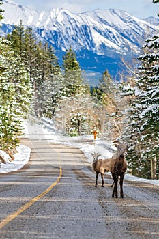 Pair of Young Bighorn Sheeps (ewe and lamb) on the snowy mountain road. Banff National Park