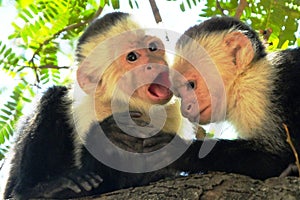 A pair of young capuchin monkeys