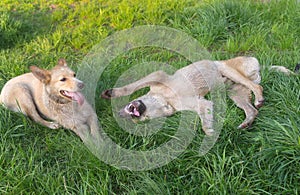 Pair of young cross-breed stray dogs playing on a spring grass