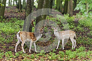 Pair of young fallow deers playing