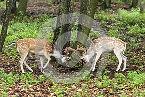 Pair of young fallow deers playing