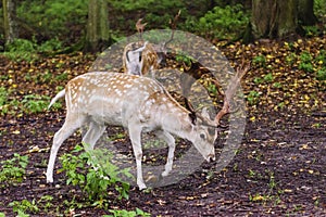 Pair of young fallow deers playing