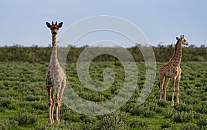 Pair of young giraffes