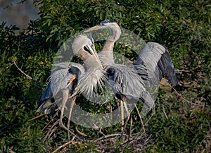 Pair of young great blue herons