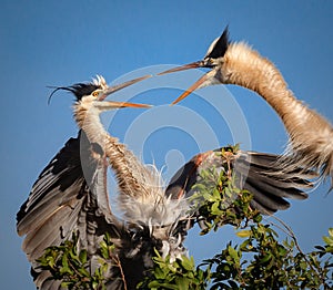 Pair of young great blue herons squawking at each other