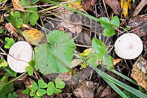 A pair of young Lycoperdon perlatum mushrooms known as common puffball.