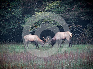 Pair of young male elks duel for dominance of the herd in Smokey Mountains National Park