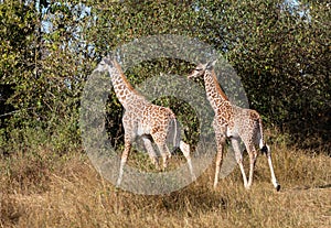 Pair of young masai giraffes, giraffa camelopardalis, walking in bush of Kenya`s Masai Mara with tall grass and trees in backgroun