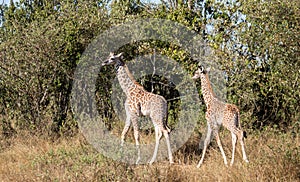 Pair of young masai giraffes, giraffa camelopardalis, walking in bush of Kenya`s Masai Mara with tall grass and trees in backgroun