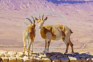 Pair of young Nubian Ibex,  the edge of Makhtesh Ramon