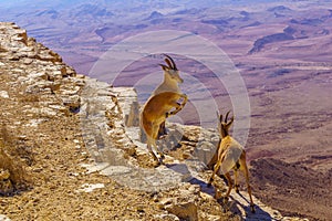 Pair of young Nubian Ibex practice fighting, Makhtesh crater Ramon