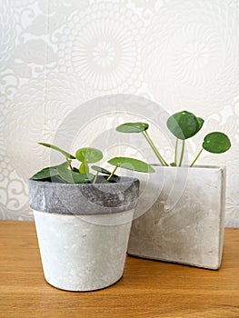 Pair of young pilea peperomioides or pancake plant Urticaceae