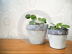 Pair of young pilea peperomioides or pancake plant Urticaceae photo