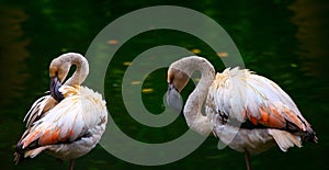 Pair of young pink flamingo birds pruning their feathers