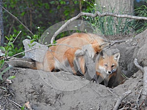 Pair of young red fox kits