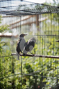 Pair of young starlings in recuperation photo