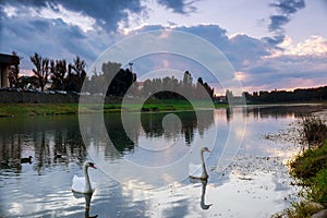 A pair of young swans swimming in a pond