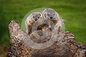 Pair of Young Woodchucks Marmota monax Look Out