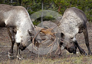 Pair of young woodland caribou sparring