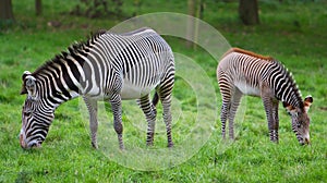 Pair of Zebra