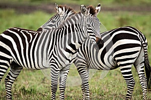 A pair of Zebra facing opposite directions Masai Mara