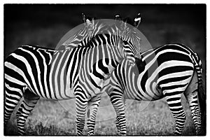 A pair of Zebra facing opposite directions Masai Mara