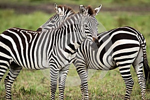 A pair of Zebra facing opposite directions Masai Mara