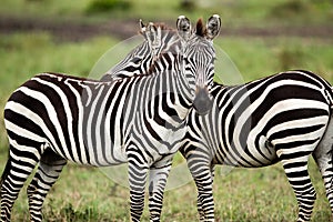 A pair of Zebra facing opposite directions Masai Mara