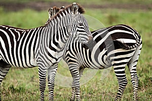 A pair of Zebra facing opposite directions Masai Mara
