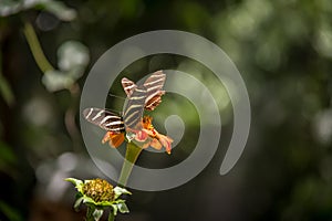 Pair of zebra longwings butterflies on a orange flower