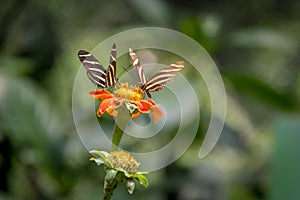 Pair of zebra longwings butterflies on a orange flower