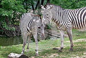 Pair of zebra nuzzle each other in a habitat