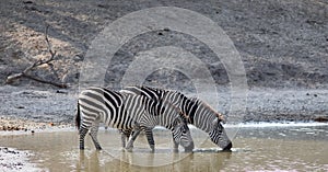 Pair of Zebras