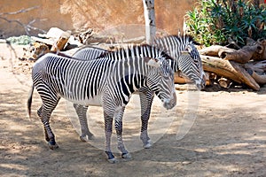 The pair of zebras