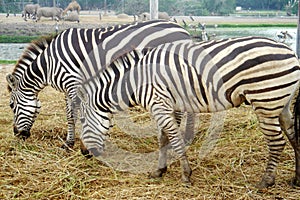 The pair of Zebras Equus burchell`s eating the haulm, rhinoceroses, camel and big birds on the background. Animals in natural co