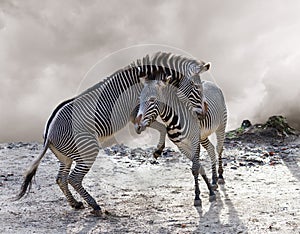 Pair of zebras in the fight