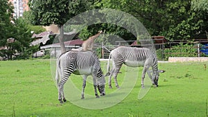 A pair of zebras Lat. Hippotigris in a beautiful striped color graze on a green field against the background of trees